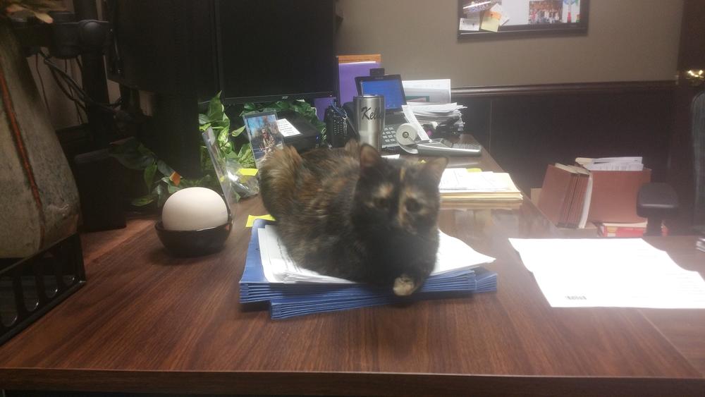 Cornbread the Cat Helping with Payroll