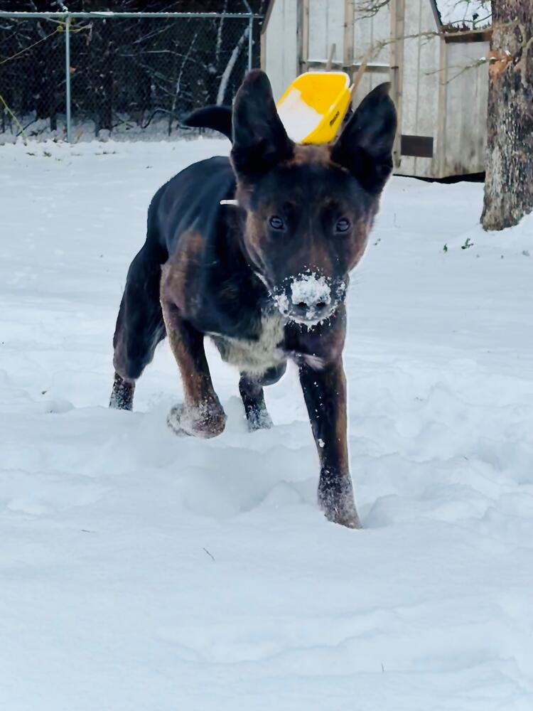 Buck in Snow.dog